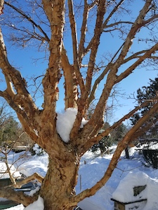 paperbark maple and snow