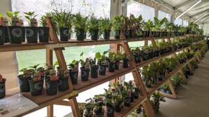 2024 Plant Sale - Stocked Shelves