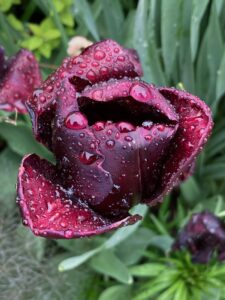 Purple Tulip Raindrops - js