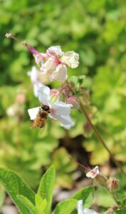 Bee on Geranium x Cantabrigiense Biokovo