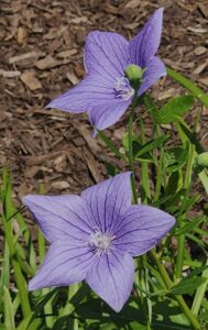 Balloon Flower HS