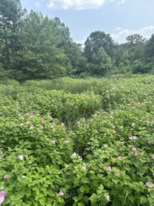 Marsh Mallows