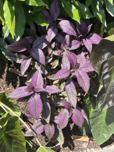 Persian Shield SandyB