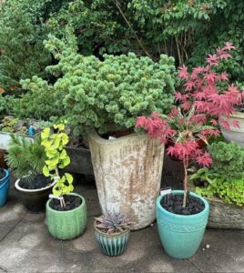 Conifers in Pots