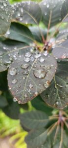 Raindrops on Smoke Bush