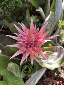 Aechmea Fasciata - gp