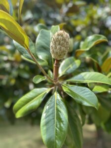 Magnolia Grandiflora Victoria - gp