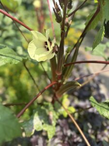 Okra Flower - gp