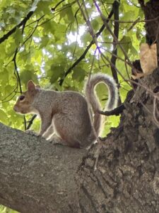 Squirrel - GP