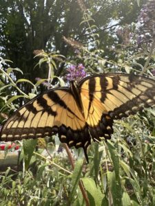 Swallowtail on Buddleia - GP