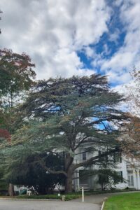 Blue Atlas Cedar