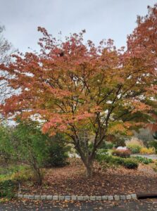 Cornus Kousa