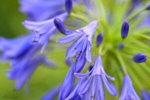 Agapanthus - Katharine Boyle