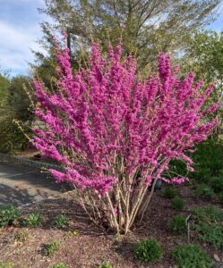 Cercis Chinensis cv. Don Egolf - js