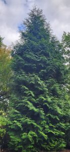 Green Giant Arborvitae