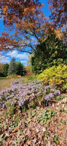 Asters and Fall Colors