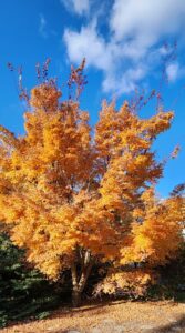 Acer Palmatum cv Sango Kaku