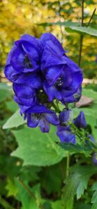 Monkshood