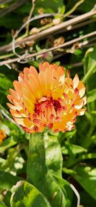 Strawflower