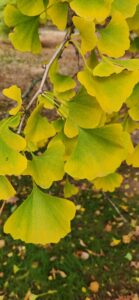 Ginkgo Leaves