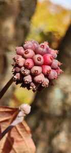 Kousa Dogwood Fruit