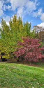 Kousa Dogwood and Ginkgo