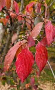 Kousa Dogwood Leaves