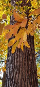 Sassafras Leaves and Trunk