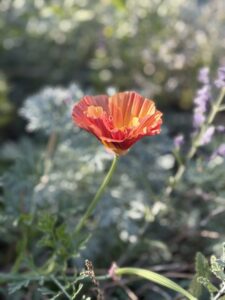 Eschscholzia Californica Arpicot Chiffon