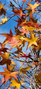 Liquidambar styraciflua cv. Slender Silhouette