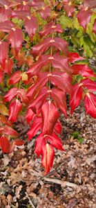 Mahonia bealei