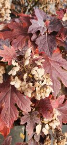 Oakleaf Hydrangea Fall Leaves and Flowers