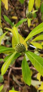 Edgeworthia Chrysantha