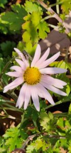 Fly on Chrysanthemum Sheffield - Pink