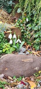 Snowdrops