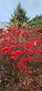 Ilex Verticillata Red Sprite