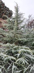 Cedrus Deodara cv Snow Sprite