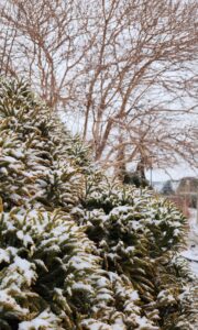 Cryptomeria Japonica