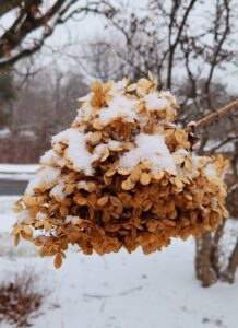 Hydrangea Paniculata cv. Zwijnenburg