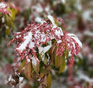 Pieris Japonica cv Valley Rose