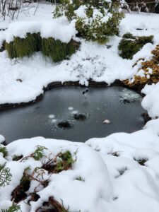 Frozen Pond