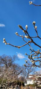 Magnolia x Butterflies Buds