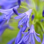 Agapanthus - Katharine Boyle