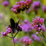 Beautiful Flowers by Elizabeth Brannin