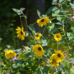 Beautiful Flowers by Elizabeth Brannin