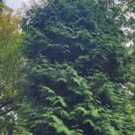 Green Giant Arborvitae