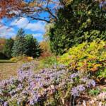 Asters and Fall Colors