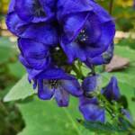 Monkshood