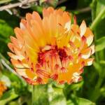 Strawflower