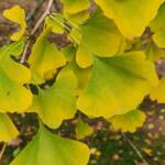 Ginkgo Leaves